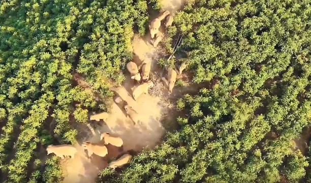 魔域倡导看护天然不只是实际的使命更应成为虚拟国际中的永恒主题 魔域倡导看护天然不只是实际的使命更应成为虚拟国际中的永恒主题